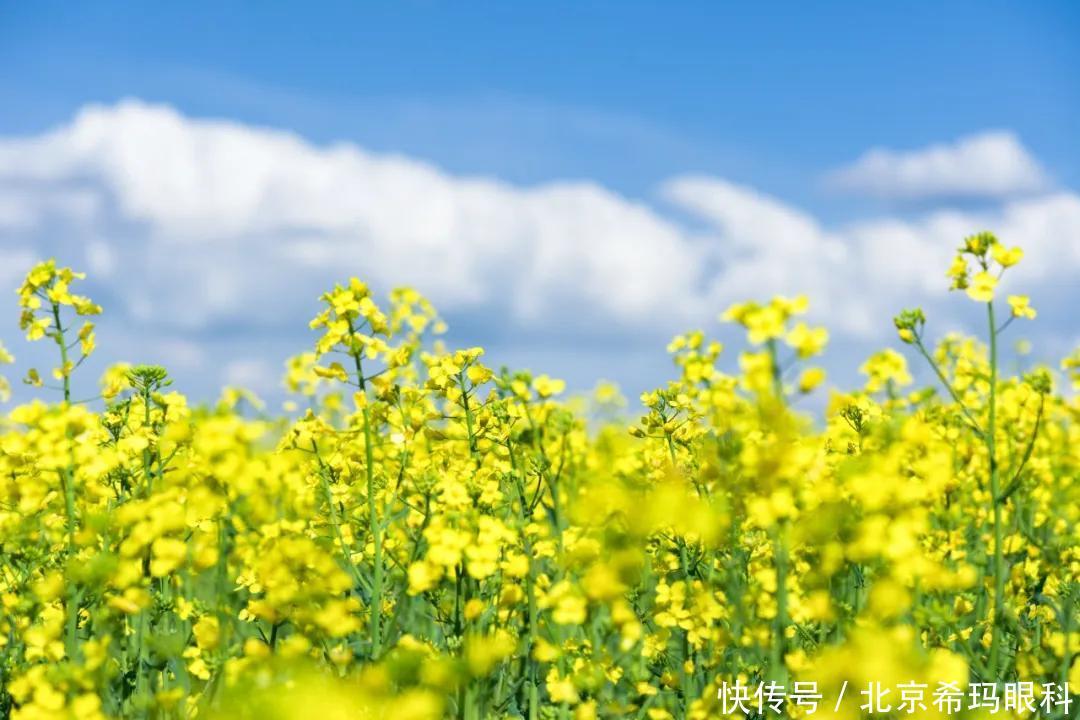 花粉@春天来了，如何预防过敏性结膜炎？