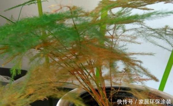  很好：文竹很好养，但有几点必须要注意，不然黄叶、徒长的问题就来了！