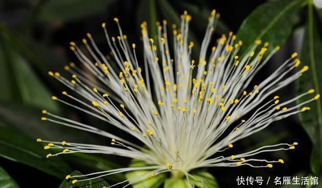 便是|3种绿植,开花便是“好兆头”,家里放一盆,日子顺风又顺水!