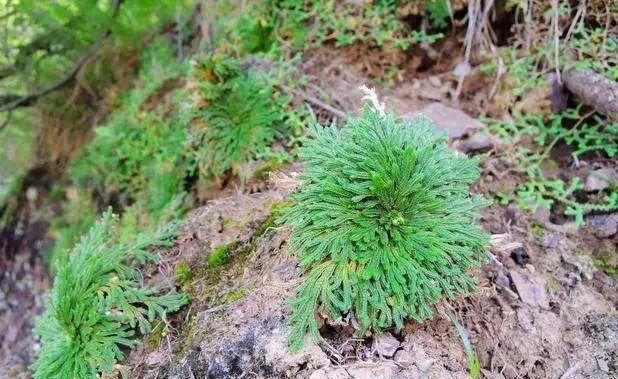  【几十块】这种“植物”农村山上非常多，城里卖几十块，三个月