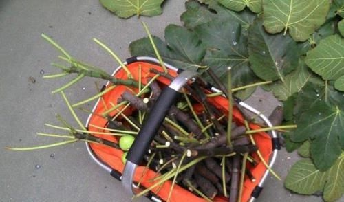  扦插■若是有院、有阳台，2种水果可'扦插'，第二年就能开花结果