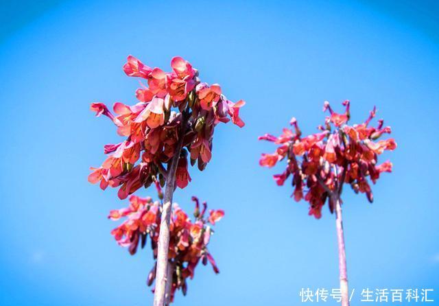 #看起来#好养到让人害怕的多肉不死鸟,其实看起来很美,养上一棵也不错