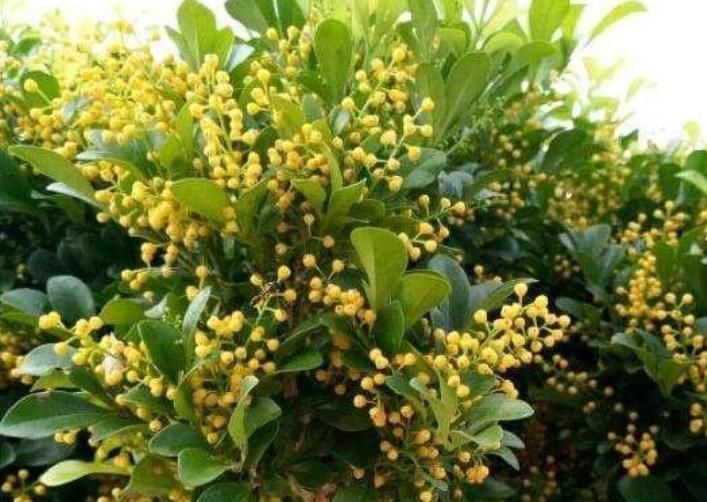 「家里」家里有“异味”,就养3种花,被称“天然净化器”,空气好没异味