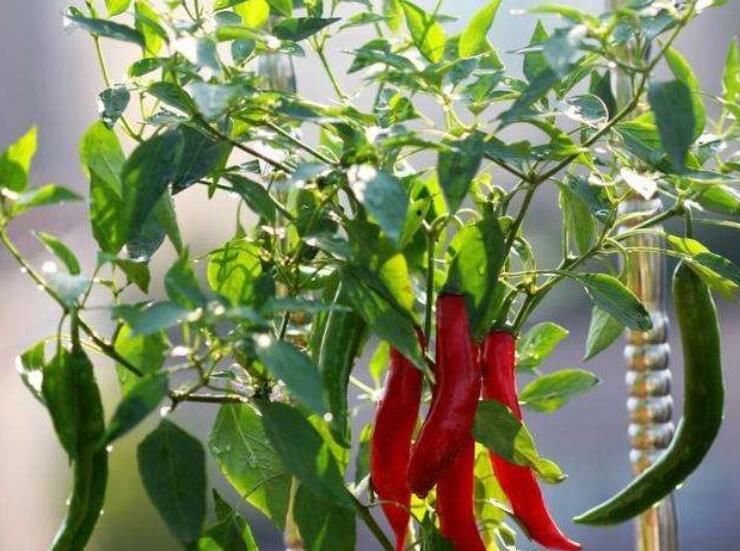  『辣椒』这3种东西，从厨房拿出来，种到阳台上，吃都吃不完