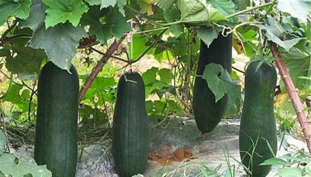  冬瓜：冬瓜有哪些种植方法？适合在什么季节种植？种植期间有哪些需要注意