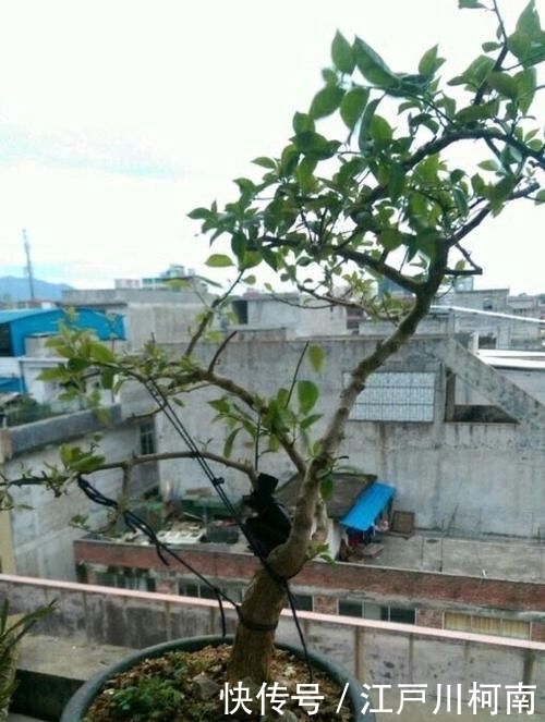  效果图■只要狠心，没有改造不了的三角梅盆景，看到效果图后太喜欢