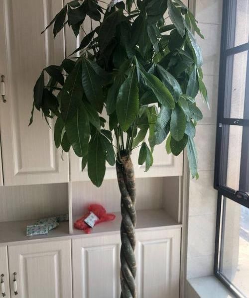 养好:养好发财树,这几个“细节”要注意,不能疏忽,小心黄叶子