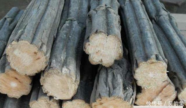 这种树木，人称“降龙木”，当下极为珍贵，且价值胜比黄金