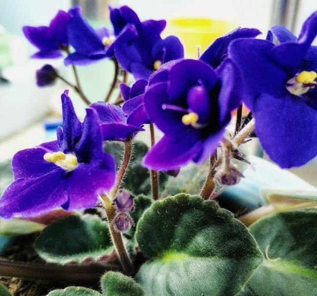 特别|这种花特别“耐阴”,一点散光就能爆盆,关键还能“清新空气”