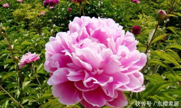 款花:喜欢养花,不妨养这5款花,花开美观又大气,花色艳丽灿烂无双