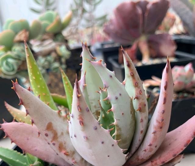  『根部』烂根的芦荟砍一刀，浅栽发根没问题，掌握芦荟养护3要点，养死难