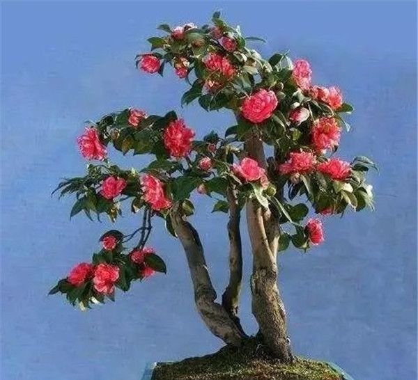  『植物』室内养花的6大优势，但这几种养起来很有挑战性的植物，看看你家有吗？