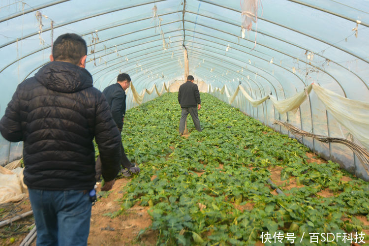  王大哥@农民种植大棚萝卜，4亩创造出6万元效益，农业专家功不可