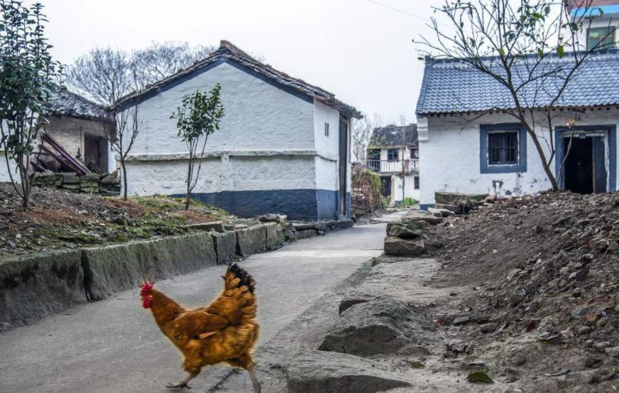 住建部发布通知，农房改造来了！那和“宅基地换房”哪个更好呢？