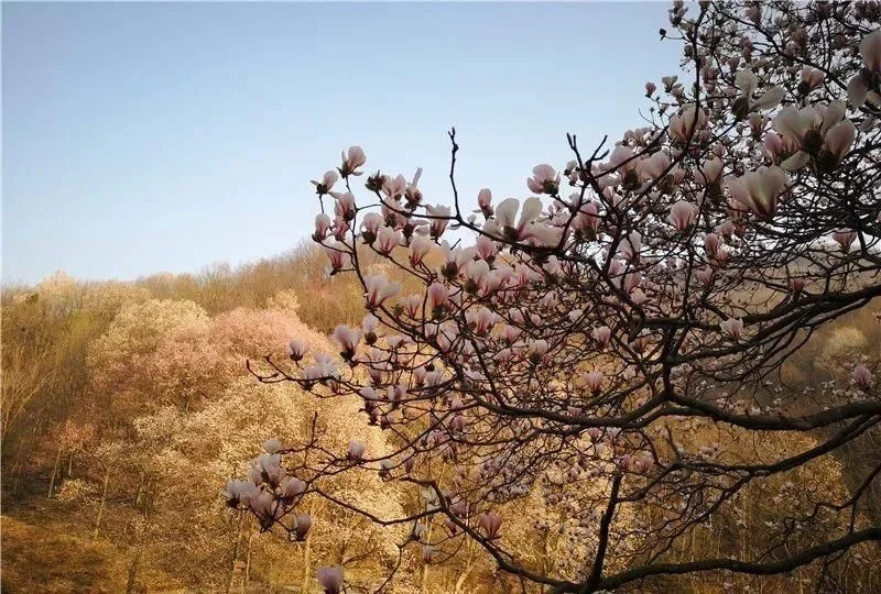3月,低调六安意外爆红!一组照片,全国人民都被美哭了!【2020热门旅游景点】