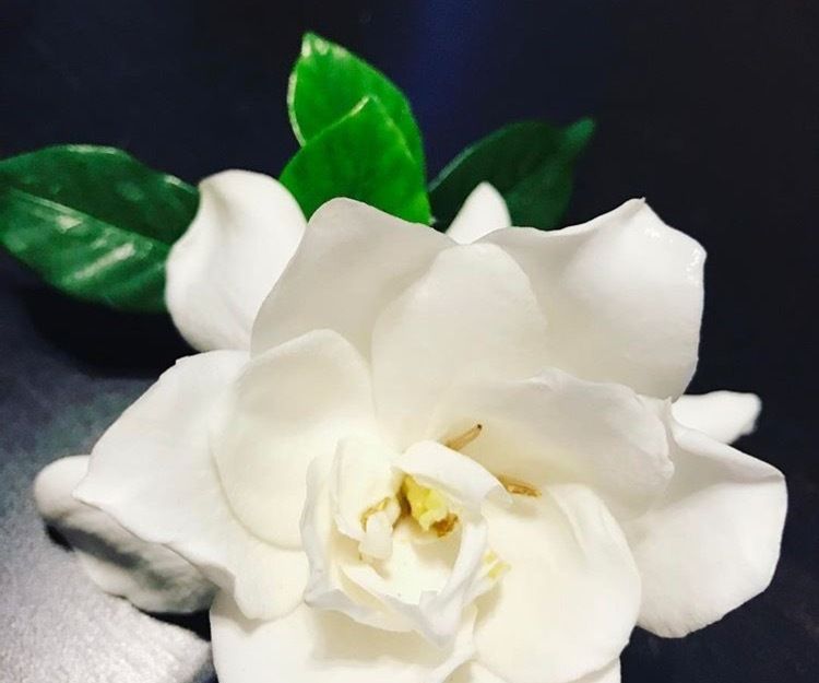  栀子花|养栀子花，花朵洁白，叶子四季翠绿，开花多，比茉莉更香!