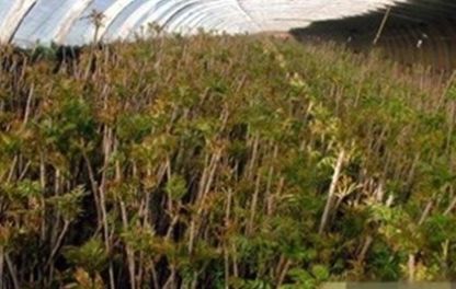  【大棚】农民利用大棚种它，反季节上市，每亩净赚6万元