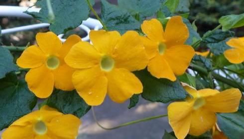 『随便』这些花随便养,一养就很容易爆盆,不仅特别好养活,开花还特漂亮