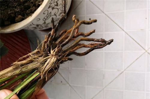  「丝瓜圈」兰花易根腐，盆底垫层“圈”，根系长得壮，叶片挺拔、容易开花