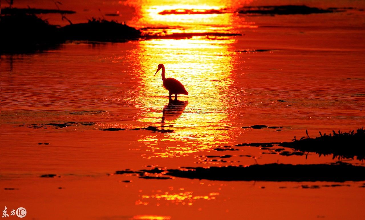 安徽:秋日夕阳映白鹭