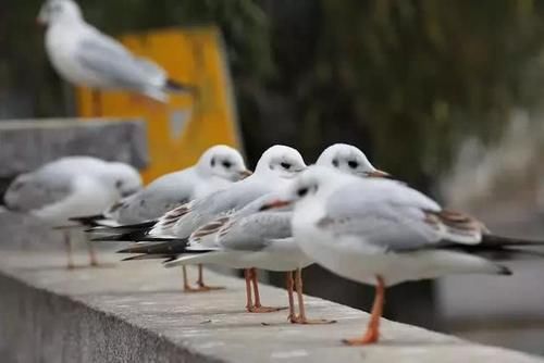 昆明罕见“零差评”景区！颜值超高、处处惊艳，最重要免费