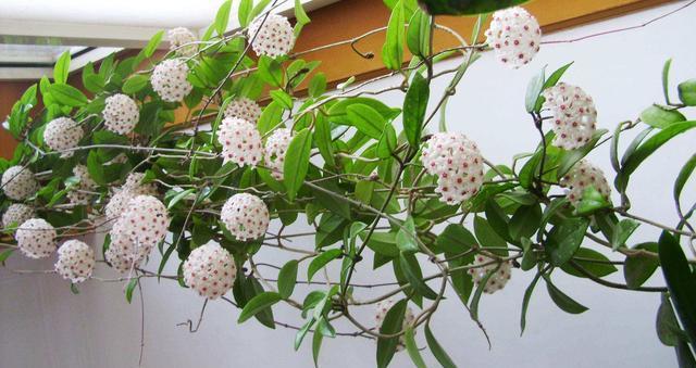 「盆栽」一波花卉:5种好养又好看的盆栽花卉,每一盆开花都是享受