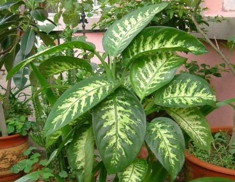  『万年青』水培的斑马万年青，叶子总是发黄，为什么会出现这种情况呢？