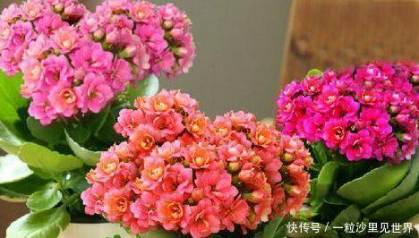 「虎皮兰」4种常见的“贱花”,浇水一多就“烂根”,不管却“爆盆”了