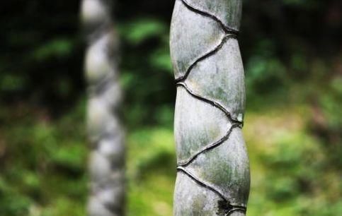  见到：农村见到这种竹子千万要留意，也许一根顶你3月工资