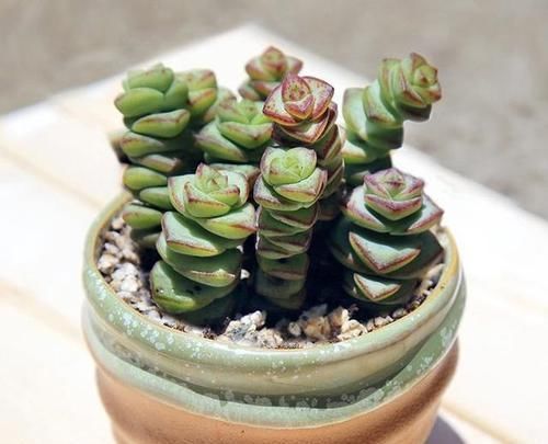  「摆放」客厅的植物位置怎么摆放才正确？教你正确的植物摆放
