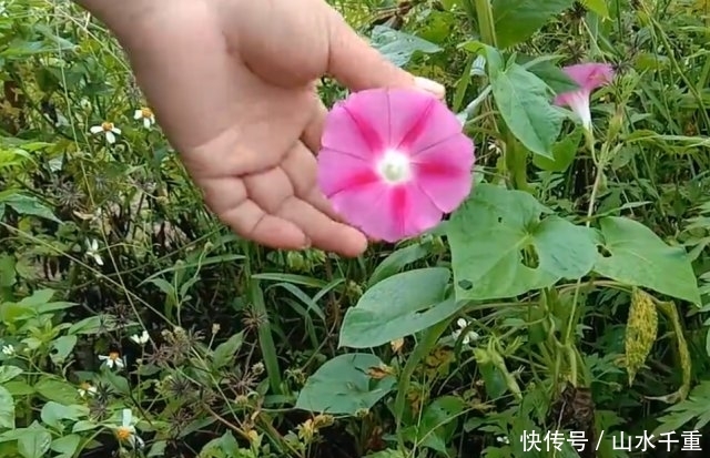  「没想到」农村遍地可见的“大喇叭”，小时候摘来玩，没想到还