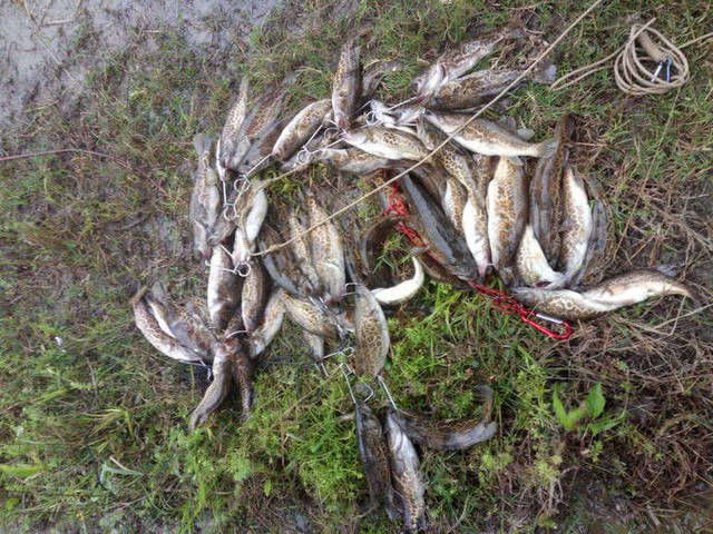  【水域】斑鳜栖居于清净水域，被誉为“淡水鱼之王”