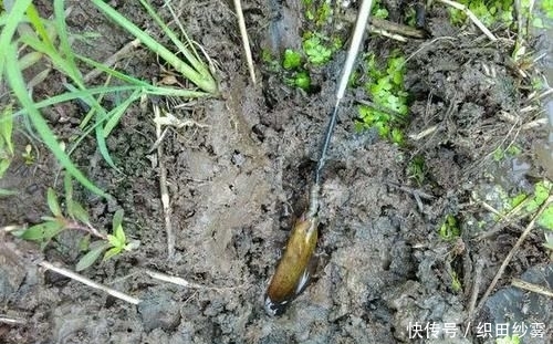  「老家」老家钓黄鳝的人很多，关键要知道怎么找洞