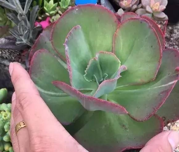  『植物』多肉植物：初吻（大叶秀妍）怎么养？