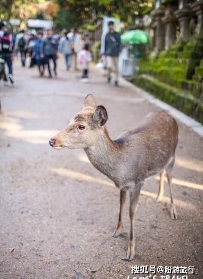  「祈福的灯笼」DAY2日本深度自由行之大阪都门奈良城崎旅行日记