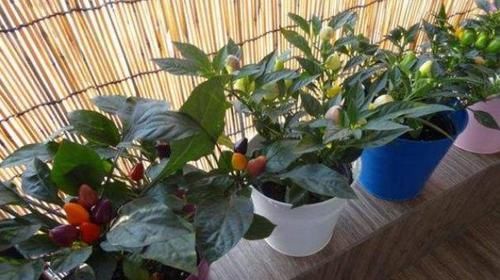  【蟹爪兰】买花，这4种是最佳选择，花量大花型美，放阳台，变成小花园