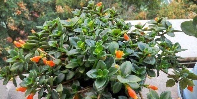  「金鱼吊兰」长在枝丫的“金鱼”，你有见过吗？还比真金鱼好养，快去养一盆