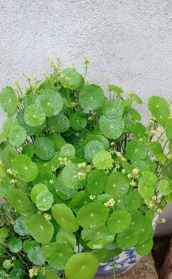  花盆@非常好养的“铜钱草”,花盆多大,长的就多满,一个月就能长满盆