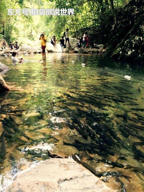 泰国这个地方河水非常干净，鱼儿成群结队泛滥成灾，却无人敢吃