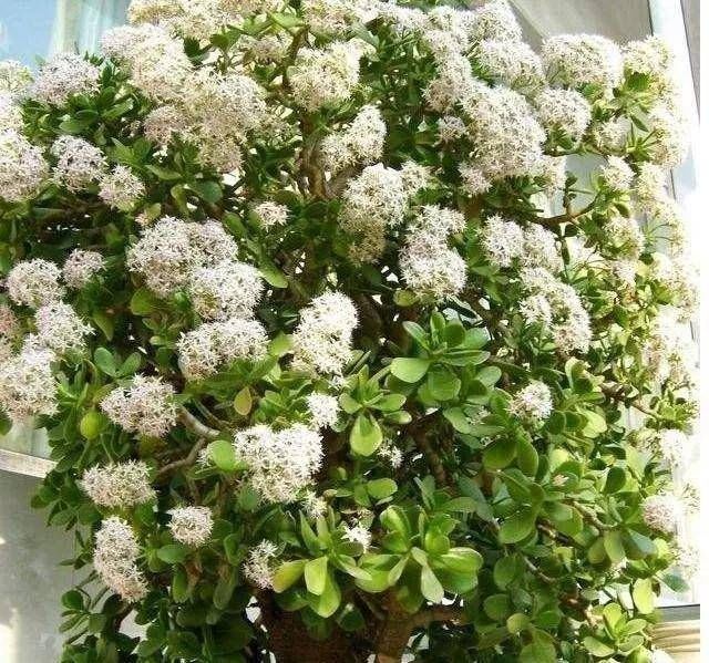  『养护玉树』玉树盆里加点“柳树皮”，绿叶窜满盆，枝条呼呼长，还能开白花