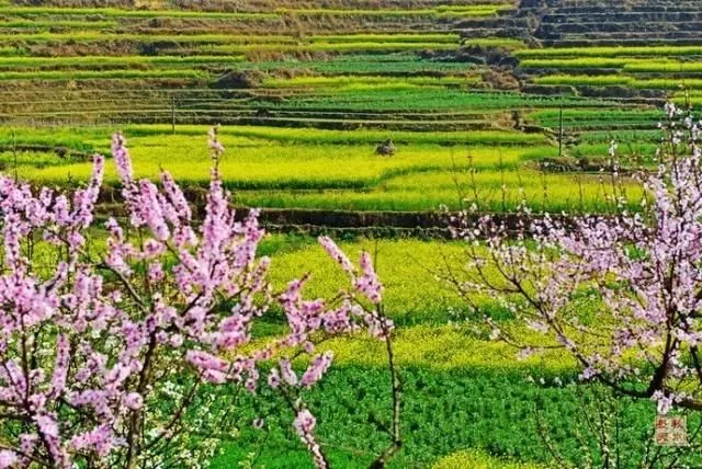 中国最美的油菜花海,油菜花逐渐“染黄”了神州大地