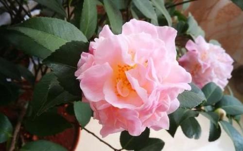  『技巧』茶花养护“小技巧”，做好关键4点，花大色艳，满树都是花