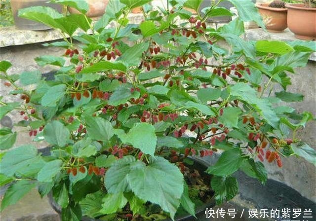 【家里】5种最适合家里盆栽的水果,当年挂果吃到饱!