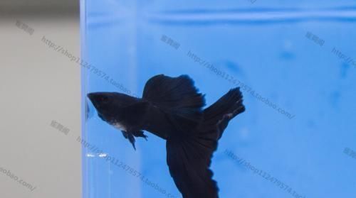  【均表现为】孔雀鱼太好繁殖啦，所以孔雀鱼的品种多到让你数不过来！