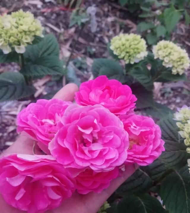 『丰花性好』狼家自育的表现到底如何,戳进来看看花友们的大实话