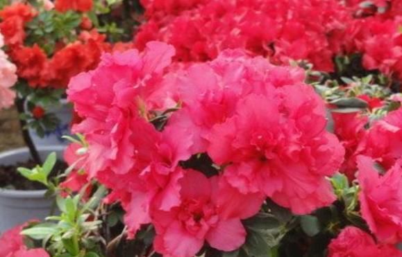  #旺宅#家养“4种花”，招财、旺宅好兆头，财源滚滚来，还很好养！