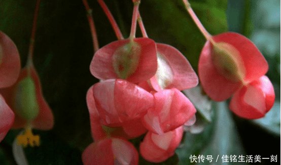 『适合』家里房子比较小,适合养什么花草这几种可以考虑一下