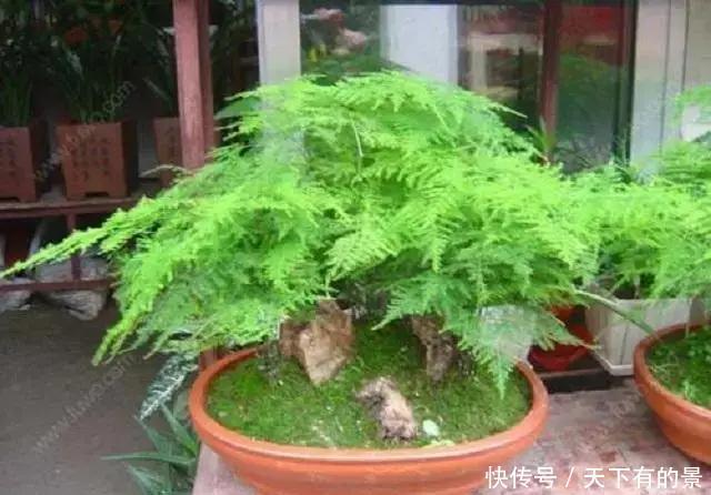此种植株|阳光能养花,亦会“杀”花,夏天已来临,这几种植株切记不可多晒