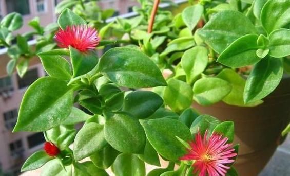 盆栽:盆栽养殖、扦插植物,想要其寿命长、长得旺?就喂点红糖水