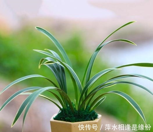  『建兰』建兰紫月荷，好养易活的兰中精品！一朵满室飘香的“紫衣美人”